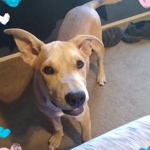 Meet your Posher, Toni